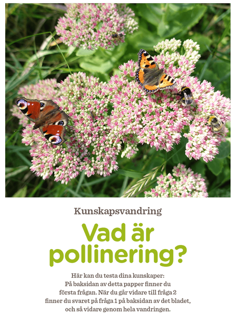 Vad-ar-pollinering-2Kunskapsvandring