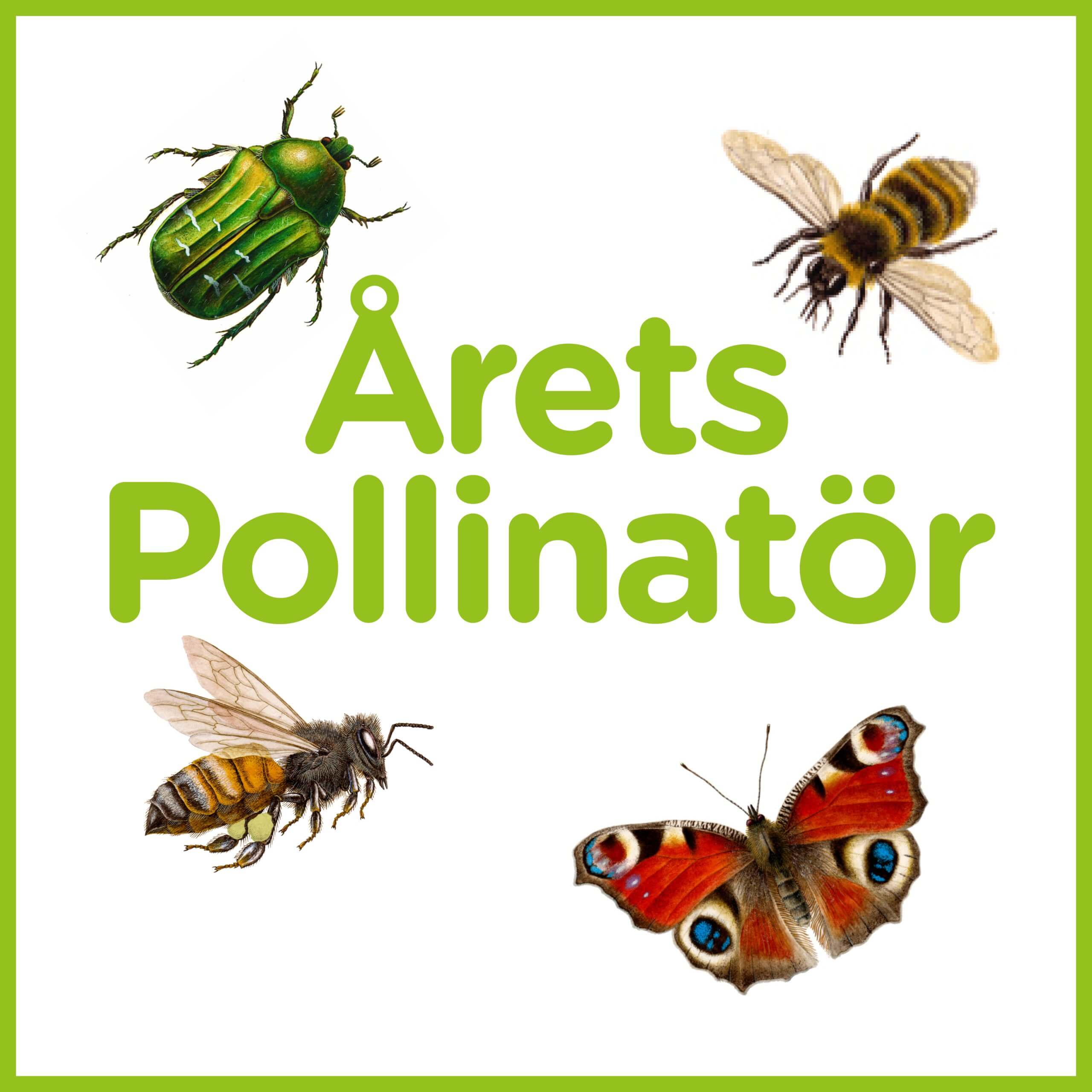 Årets Pollinatör bild