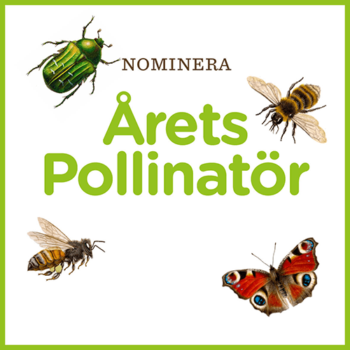 Årets Pollinatör