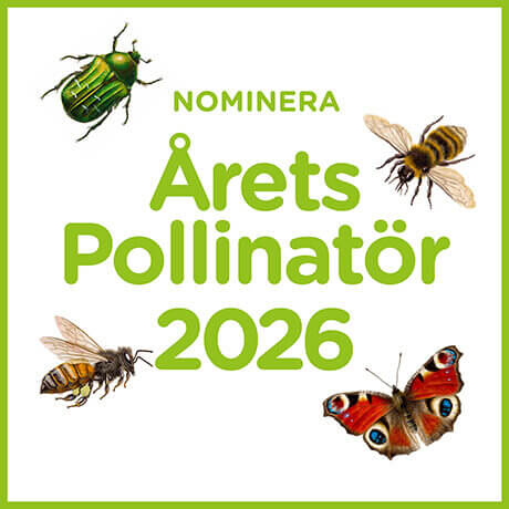 Nominera Årets Pollinatör